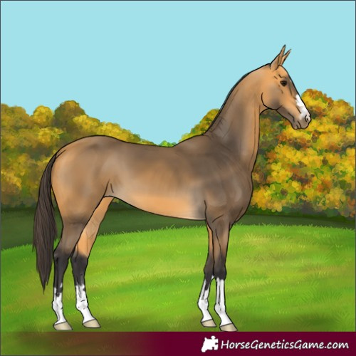 Horse Color:Buckskin 
