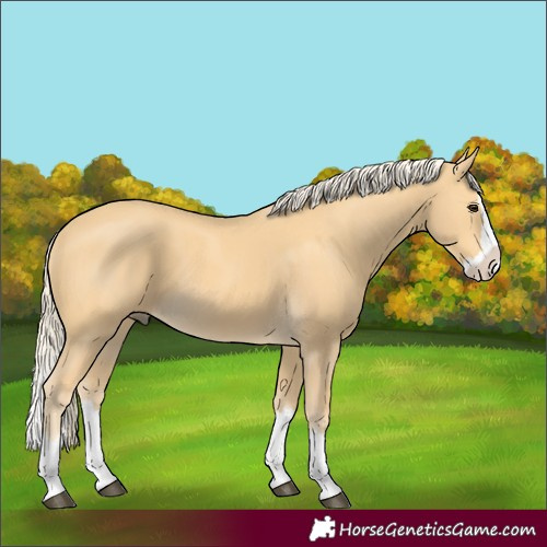 Horse Color:Palomino Splash 