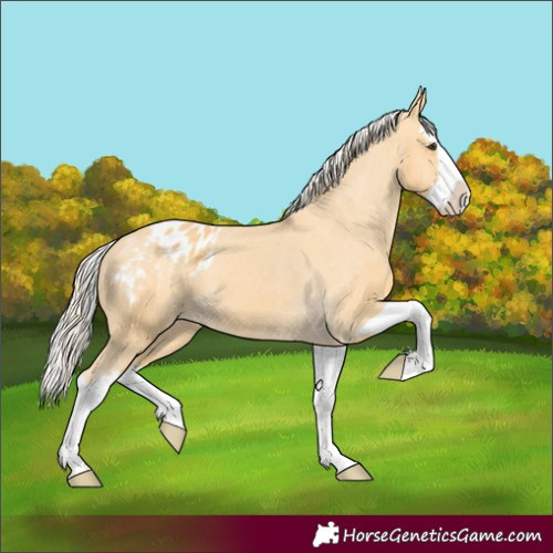 Horse Color:Palomino Splash Appaloosa 
