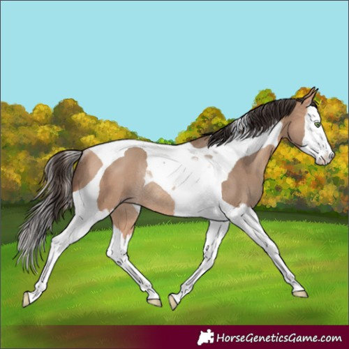 Horse Color:Amber Champagne Splash Tobiano Rabicano