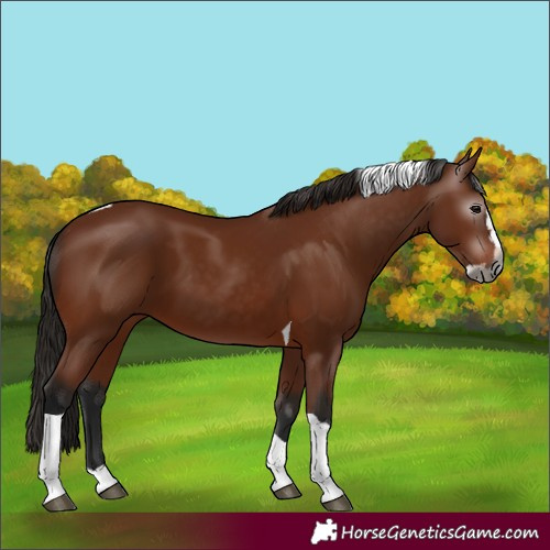 Horse Color:Gray Bay Splash Tobiano 