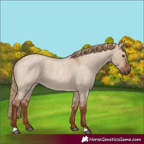Horse Color:Red Dun Roan 