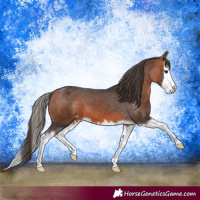 Horse Color:Bay Splash Varnish