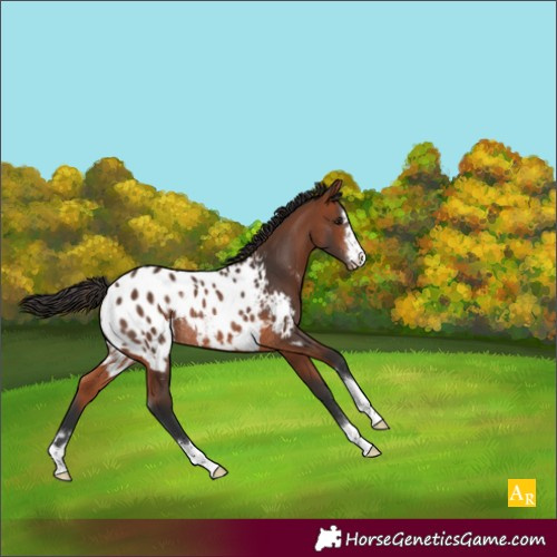 Horse Color:Bay Appaloosa Rabicano 