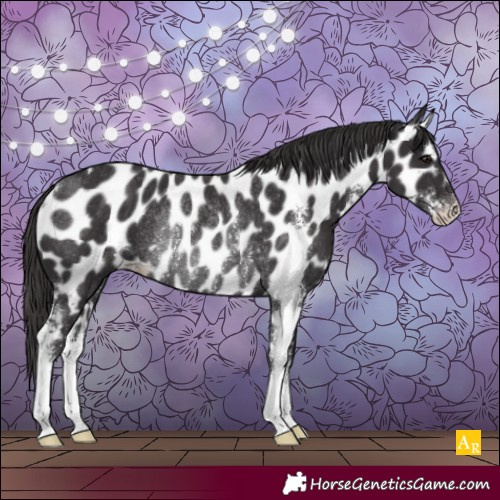 Horse Color:Smoky Black Sabino Near Leopard Rabicano 
