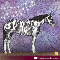 Horse Color:Smoky Black Sabino Near Leopard Rabicano 