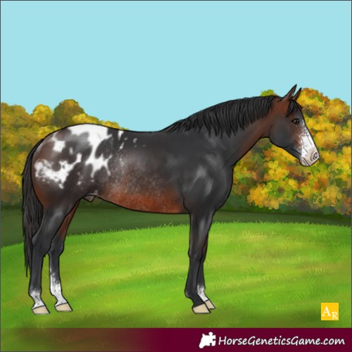 Horse Color:Brown Sabino Appaloosa Rabicano 