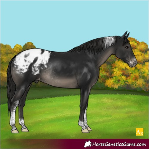 Horse Color:Gray Black Sabino Tobiano Appaloosa Rabicano 