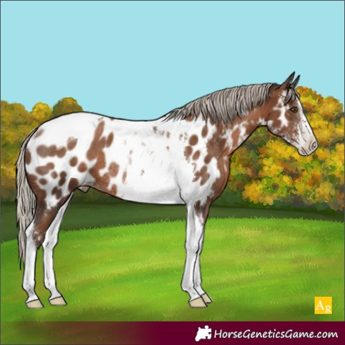 Horse Color:Gray Silver Black Pearl Sabino Tobiano Appaloosa Rabicano
