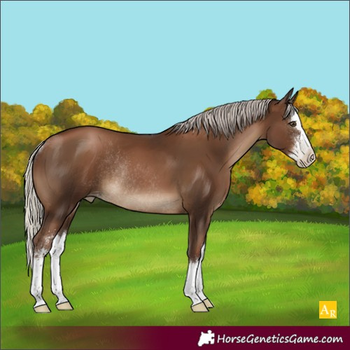 Horse Color:Gray Silver Black Pearl Sabino Splash Rabicano 