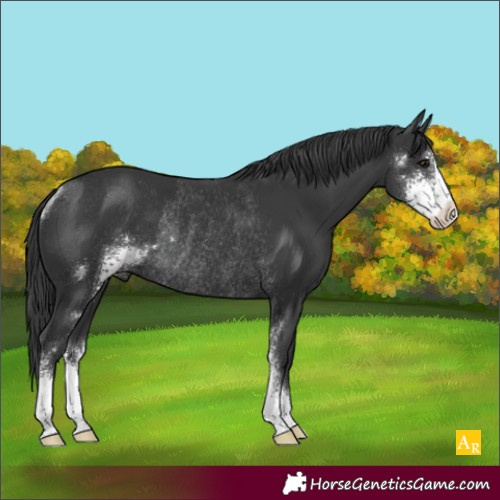 Horse Color:Black Sabino Rabicano 