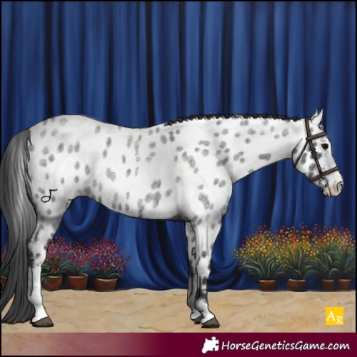 Horse Color:Blue Roan Sabino Appaloosa Rabicano 