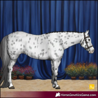 Horse Color:Blue Roan Sabino Appaloosa Rabicano 