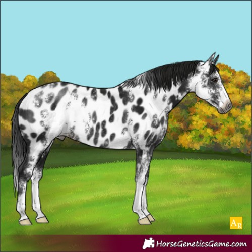 Horse Color:Gray Brown Sabino Appaloosa Rabicano