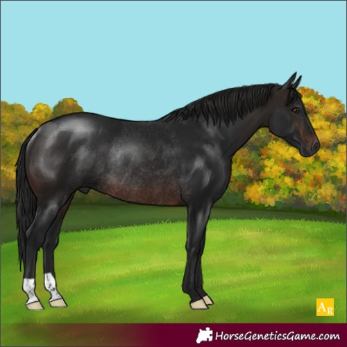 Horse Color:Gray Brown Rabicano 