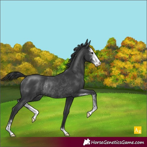 Horse Color:Black Sabino Rabicano