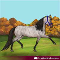 Horse Color:Gray Bay Roan 