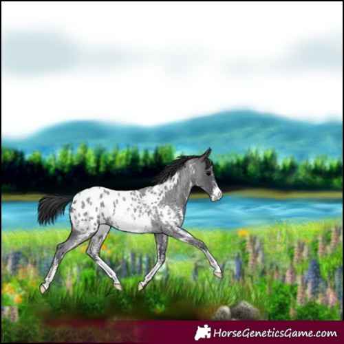 Horse Color:Blue Roan Sabino Appaloosa Rabicano 