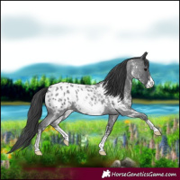Horse Color:Blue Roan Sabino Near Leopard Rabicano