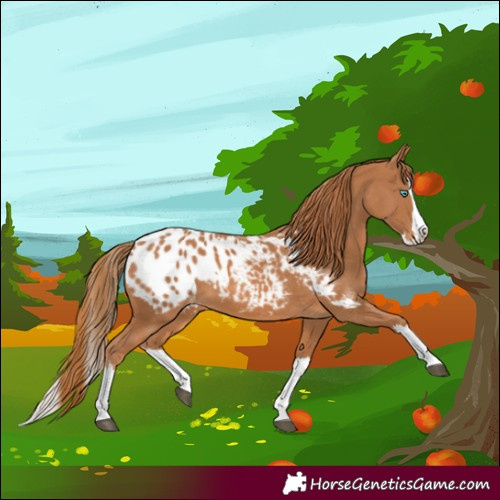 Horse Color:Chestnut Splash Blanket