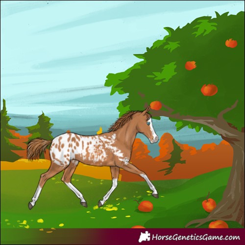 Horse Color:Chestnut Splash Appaloosa 