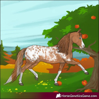 Horse Color:Chestnut Splash Blanket