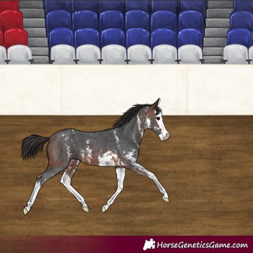 Horse Color:Brown Sabino Splash Appaloosa 