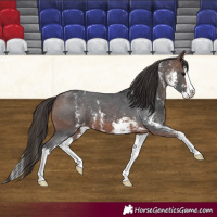 Horse Color:Brown Sabino Splash Varnish