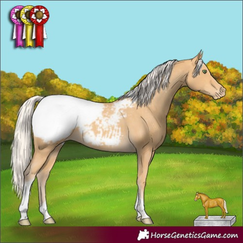 Horse Color:Silver Amber Cream Champagne Tobiano Appaloosa 