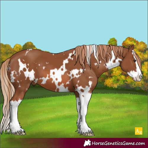 Horse Color:White Spotted Chestnut Splash 