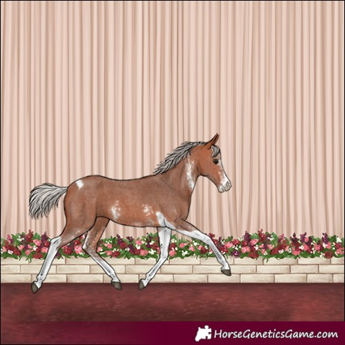 Horse Color:Silver Bay Sabino Tobiano