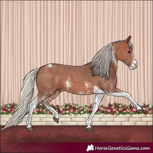 Horse Color:Silver Bay Sabino Tobiano