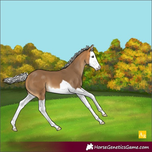 Horse Color:Silver Buckskin Splash