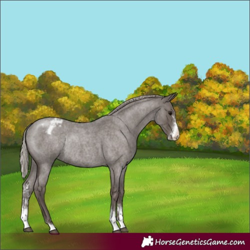 Horse Color:Silver Blue Roan Sabino Appaloosa Rabicano
