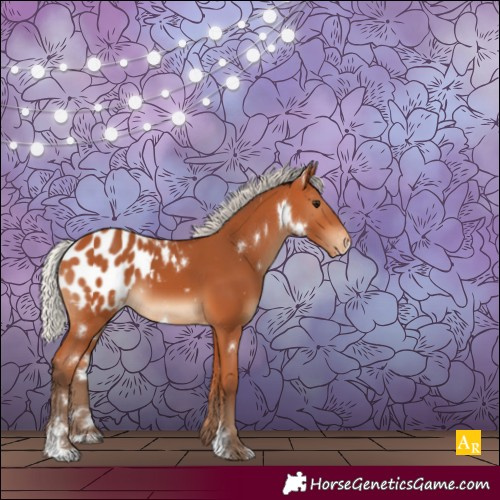 Horse Color:White Spotted Silver Bay Sabino Appaloosa