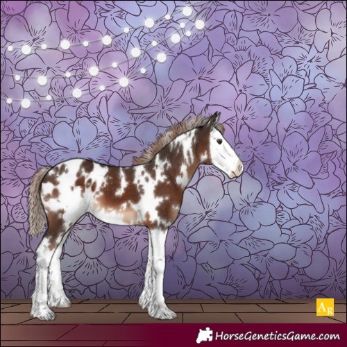 Horse Color:White Spotted Liver Chestnut Splash Appaloosa 