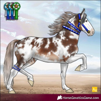 Horse Color:White Spotted Liver Chestnut Splash Appaloosa
