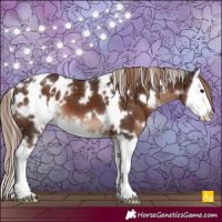Horse Color:White Spotted Liver Chestnut Splash Appaloosa 