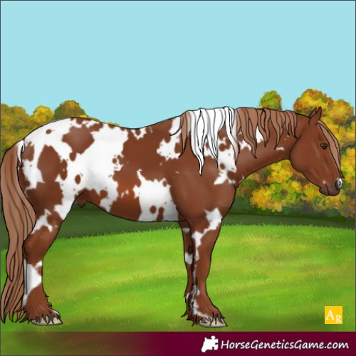 Horse Color:White Spotted Chestnut 