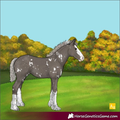 Horse Color:White Spotted Silver Black Splash 