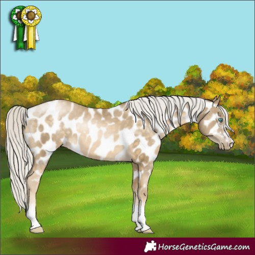 Horse Color:Silver Buckskin Pearl Appaloosa 