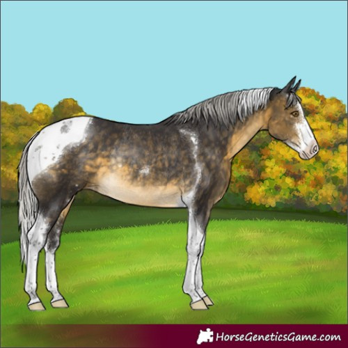 Horse Color:Silver Buckskin Sabino Tobiano Appaloosa Rabicano 