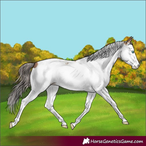 Horse Color:Amber Champagne Splash Tobiano 