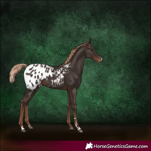 Horse Color:Liver Chestnut Appaloosa 