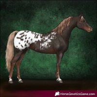 Horse Color:Liver Chestnut Blanket