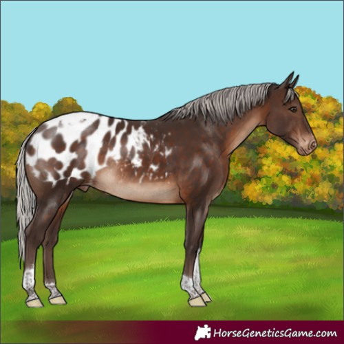 Horse Color:Silver Brown Tobiano Appaloosa Rabicano 