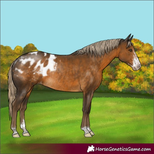 Horse Color:Chocolate Palomino Sabino Appaloosa Rabicano 