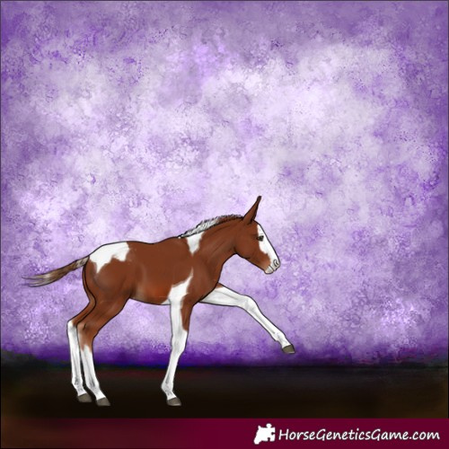 Horse Color:Chestnut Splash Tobiano Appaloosa 