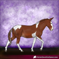 Horse Color:Chestnut Splash Tobiano Varnish