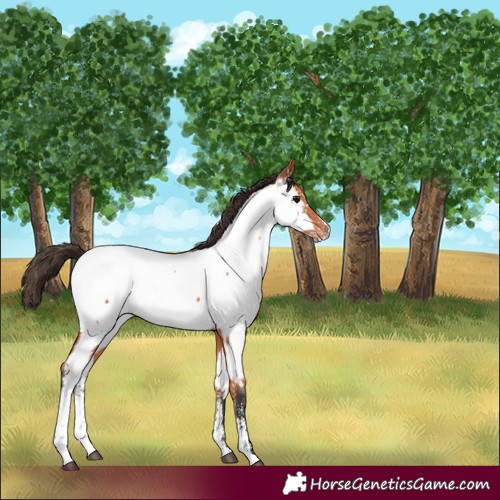 Horse Color:Bay Sabino Appaloosa 